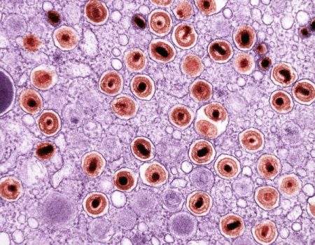 Image of cells in purple and red colours